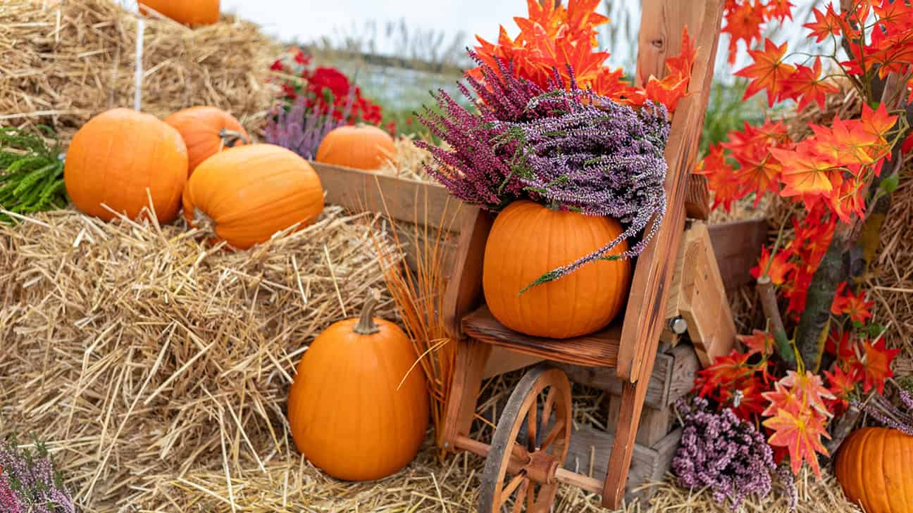 Hay, pumpkins and fall foliage for Fall Festival