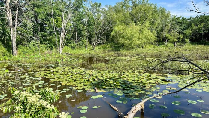 Watershed on the Choctaw reservation.