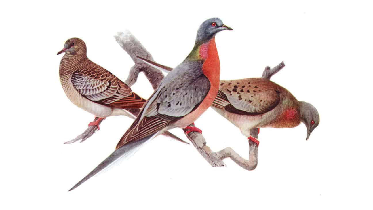 Watonlak Hvshi: Crane Month Iti Fabvssa